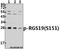 Regulator Of G Protein Signaling 19 antibody, A05669S151, Boster Biological Technology, Western Blot image 