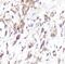 CD62L antibody, FNab10510, FineTest, Immunohistochemistry frozen image 
