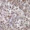 DnaJ Heat Shock Protein Family (Hsp40) Member B6 antibody, LS-C346206, Lifespan Biosciences, Immunohistochemistry paraffin image 