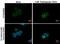 Sequestosome 1 antibody, NBP2-43663, Novus Biologicals, Immunofluorescence image 