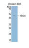 Transferrin antibody, LS-C299701, Lifespan Biosciences, Western Blot image 