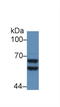Serpin Family F Member 2 antibody, LS-C292758, Lifespan Biosciences, Western Blot image 