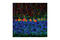 Neurofilament Heavy antibody, 2836S, Cell Signaling Technology, Immunofluorescence image 