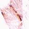 Junctophilin 1 antibody, orb75099, Biorbyt, Immunohistochemistry paraffin image 
