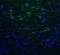 Transmembrane And Immunoglobulin Domain Containing 2 antibody, LS-B16382, Lifespan Biosciences, Immunofluorescence image 