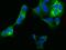 Interferon Induced Transmembrane Protein 1 antibody, GTX02033, GeneTex, Immunofluorescence image 