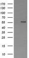 Phosphoribosyl Pyrophosphate Amidotransferase antibody, LS-C173828, Lifespan Biosciences, Western Blot image 