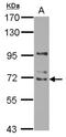 WD repeat-containing protein 16 antibody, NBP2-20889, Novus Biologicals, Western Blot image 