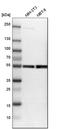 Amine oxidase [flavin-containing] B antibody, HPA002328, Atlas Antibodies, Western Blot image 