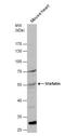 Nicotinamide Phosphoribosyltransferase antibody, NBP2-19467, Novus Biologicals, Western Blot image 