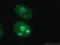 GAR1 Ribonucleoprotein antibody, 11711-1-AP, Proteintech Group, Immunofluorescence image 