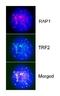 TERF2 Interacting Protein antibody, NB100-292, Novus Biologicals, Immunofluorescence image 