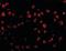 OTU Deubiquitinase 4 antibody, orb94275, Biorbyt, Immunofluorescence image 