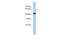 Ubiquitin Like Modifier Activating Enzyme 3 antibody, 31-292, ProSci, Enzyme Linked Immunosorbent Assay image 