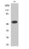 Plasminogen antibody, STJ90102, St John