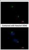 Catenin Alpha 1 antibody, NBP2-15723, Novus Biologicals, Immunofluorescence image 