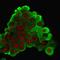 Heat Shock Protein Family B (Small) Member 1 antibody, GTX34784, GeneTex, Immunofluorescence image 