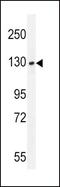 mBUB1 antibody, PA5-15314, Invitrogen Antibodies, Western Blot image 