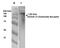 Serum/Glucocorticoid Regulated Kinase 1 antibody, orb99253, Biorbyt, Western Blot image 