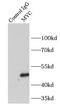 P01106-2 antibody, FNab01791, FineTest, Immunoprecipitation image 