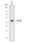 Heparin Binding EGF Like Growth Factor antibody, AF8239, R&D Systems, Western Blot image 