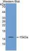 Biglycan antibody, LS-C304800, Lifespan Biosciences, Western Blot image 