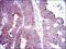 Delta Like Canonical Notch Ligand 4 antibody, MA5-17069, Invitrogen Antibodies, Immunohistochemistry paraffin image 
