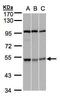 Protein-tyrosine kinase MPK-2 antibody, PA5-28691, Invitrogen Antibodies, Western Blot image 