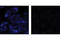 Ribosomal Protein S6 antibody, 4851S, Cell Signaling Technology, Immunocytochemistry image 