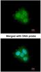 FKBP Prolyl Isomerase 4 antibody, NBP1-33702, Novus Biologicals, Immunofluorescence image 