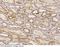 HtrA Serine Peptidase 2 antibody, 10619-T60, Sino Biological, Immunohistochemistry paraffin image 