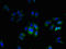 Transmembrane Protein 255A antibody, LS-C395408, Lifespan Biosciences, Immunofluorescence image 