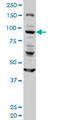 Golgin A1 antibody, LS-C197327, Lifespan Biosciences, Western Blot image 