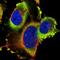 Transmembrane Channel Like 3 antibody, PA5-59201, Invitrogen Antibodies, Immunofluorescence image 