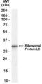 Ribosomal Protein L8 antibody, NB100-68143, Novus Biologicals, Western Blot image 