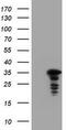 Jun Proto-Oncogene, AP-1 Transcription Factor Subunit antibody, TA800592, Origene, Western Blot image 