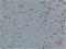 Calcium Voltage-Gated Channel Auxiliary Subunit Gamma 4 antibody, A10824, Boster Biological Technology, Immunohistochemistry frozen image 