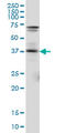 Paired Box 5 antibody, LS-B5491, Lifespan Biosciences, Western Blot image 