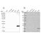 Plasma cell-induced resident endoplasmic reticulum protein antibody, NBP1-92287, Novus Biologicals, Western Blot image 