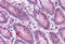 Synaptogyrin 2 antibody, MBS247872, MyBioSource, Immunohistochemistry frozen image 