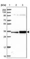 Surfeit 2 antibody, NBP2-13400, Novus Biologicals, Western Blot image 
