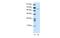 Zinc Finger Protein 205 antibody, MBS835802, MyBioSource, Western Blot image 