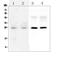 Synaptosome Associated Protein 25 antibody, A01625, Boster Biological Technology, Western Blot image 