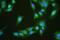 TTN antibody, A01267, Boster Biological Technology, Immunofluorescence image 