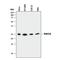 RAB11A, Member RAS Oncogene Family antibody, MAB8978, R&D Systems, Western Blot image 