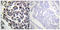 BLNK antibody, LS-C198688, Lifespan Biosciences, Immunohistochemistry frozen image 