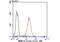 Serpin Family A Member 3 antibody, NBP2-67138, Novus Biologicals, Immunohistochemistry paraffin image 