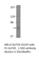 Glucagon Like Peptide 2 Receptor antibody, GLP2R-201AP, FabGennix, Western Blot image 