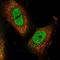 RAN Binding Protein 3 antibody, NBP1-92314, Novus Biologicals, Immunofluorescence image 