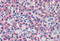 Transthyretin antibody, MBS241997, MyBioSource, Immunohistochemistry frozen image 